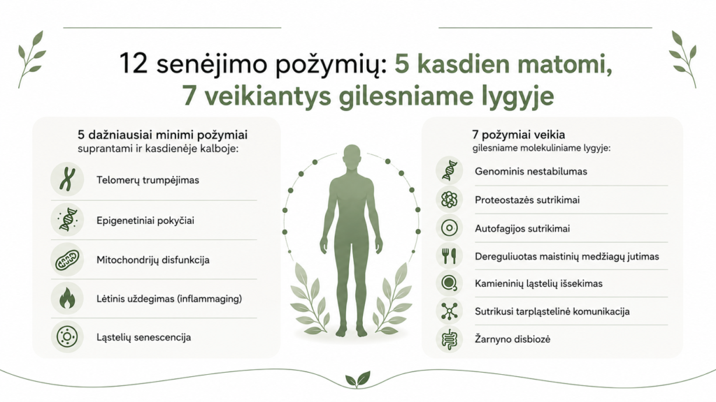 Longevity – kas tai? Ilgaamžiškumo mokslas, principai ir kaip pratęsti kokybišką gyvenimą